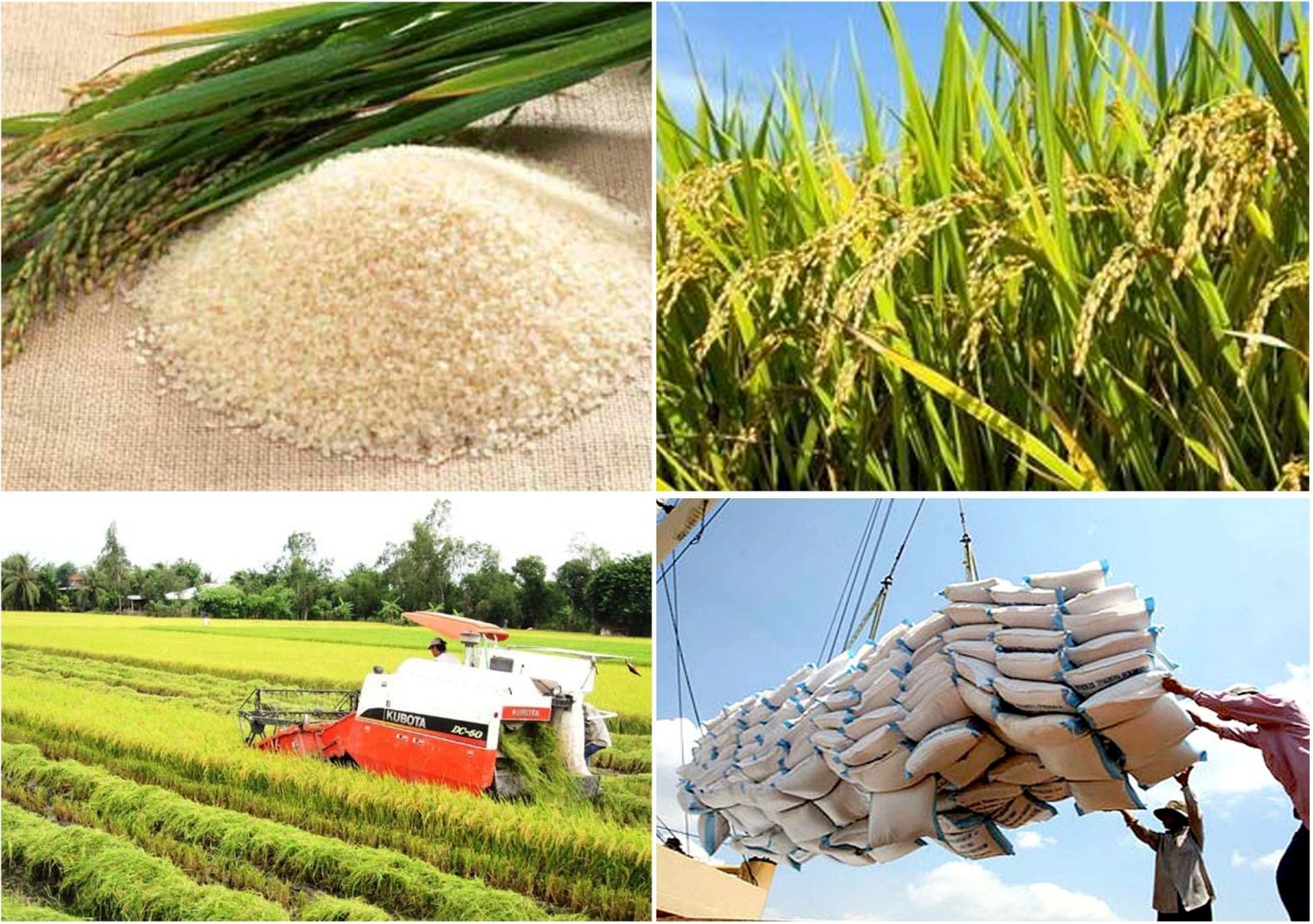  Chú trọng xuất khẩu gạo chất lượng cao 