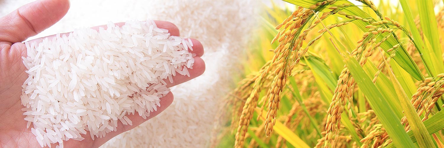 Rice