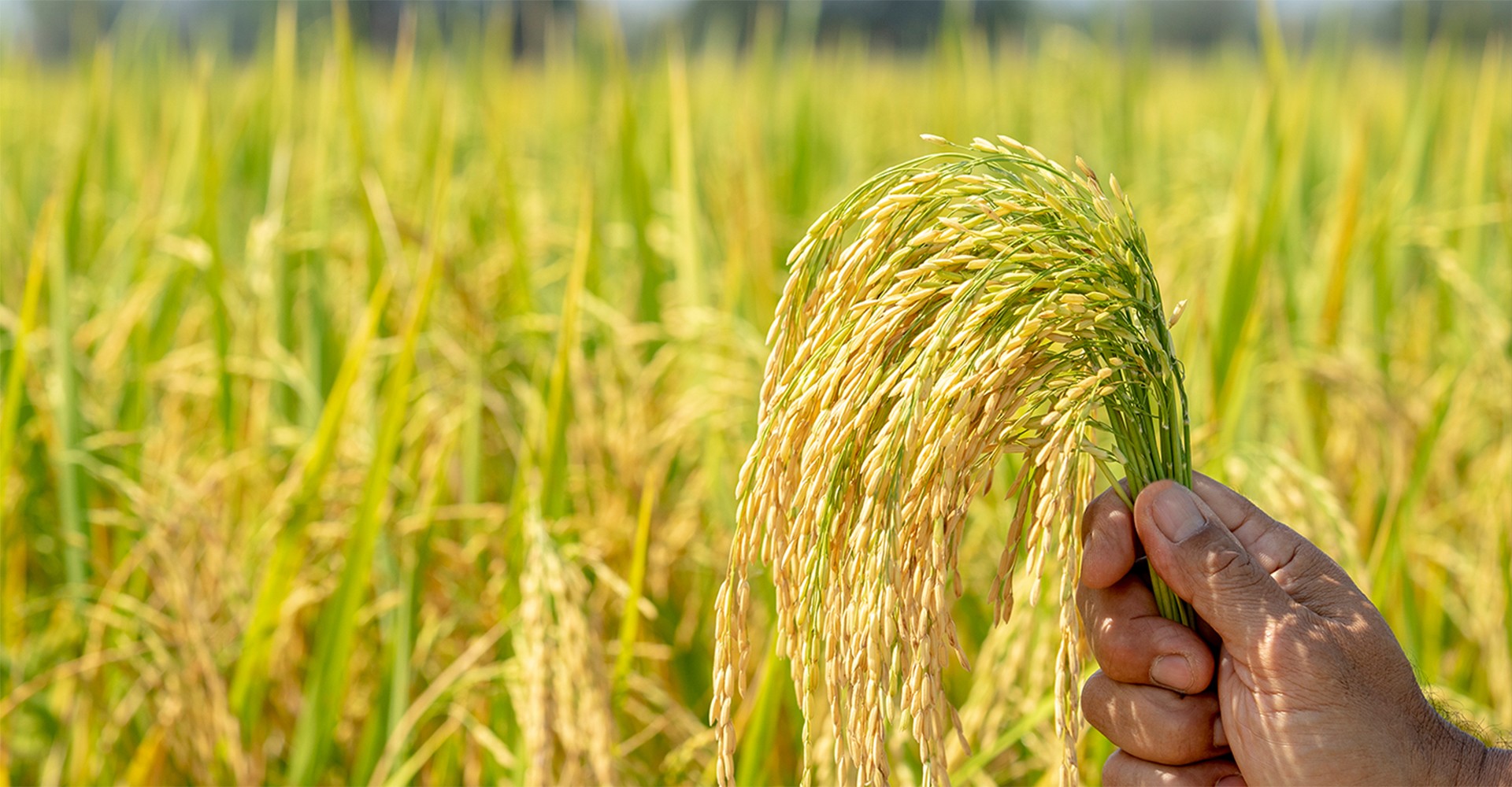 Rice